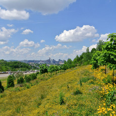 Terraced Reforestation of Interstate ROW – Covington, KY