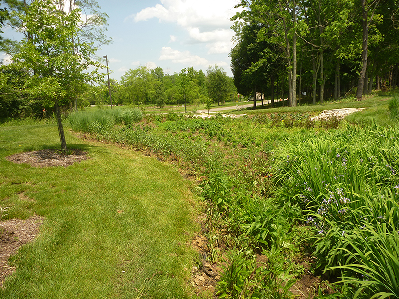 Green-Infrastructure-Design-for-Wetlands-Reclamation-–-University-of-Cincinnati