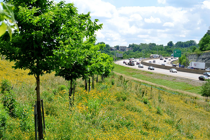 Terraced-Reforestation-of-Interstate-ROW-Covington