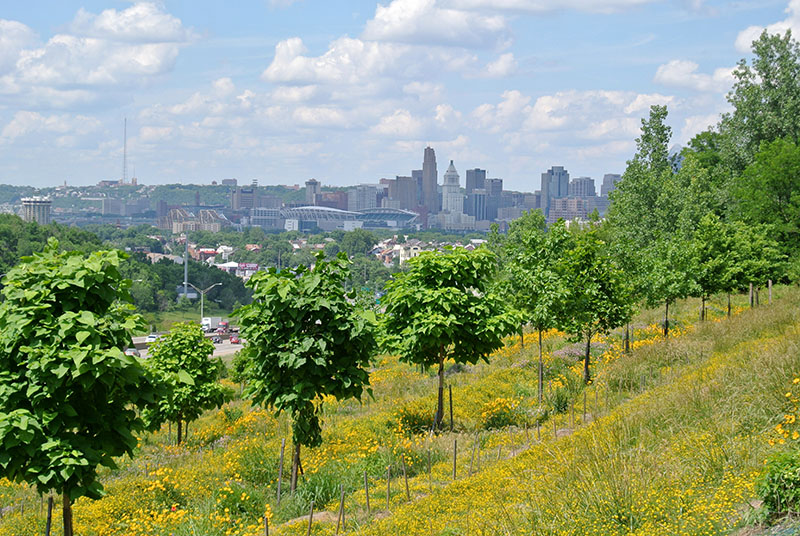 Terraced-Reforestation-of-Interstate-ROW-Covington