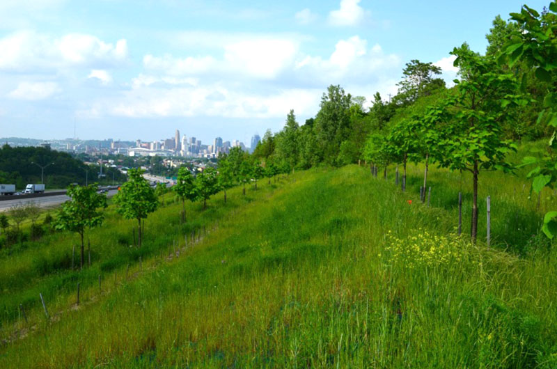 Terraced-Reforestation-of-Interstate-ROW-Covington