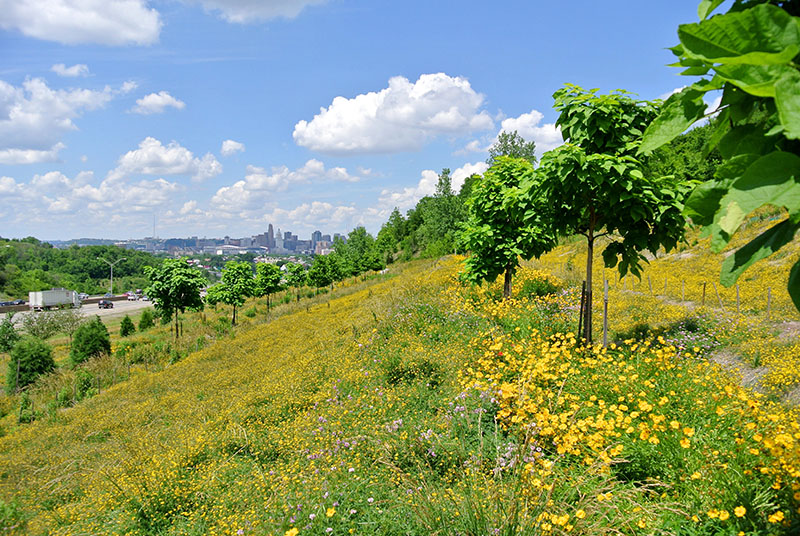 Terraced-Reforestation-of-Interstate-ROW-Covington